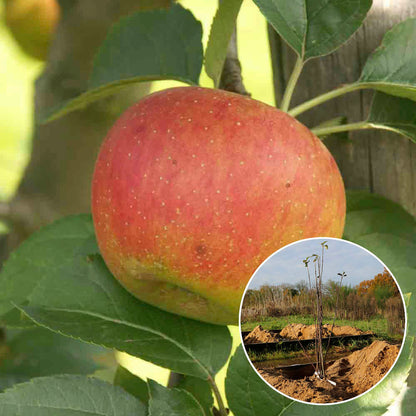 APFELBAUM BENEDICTIN AB