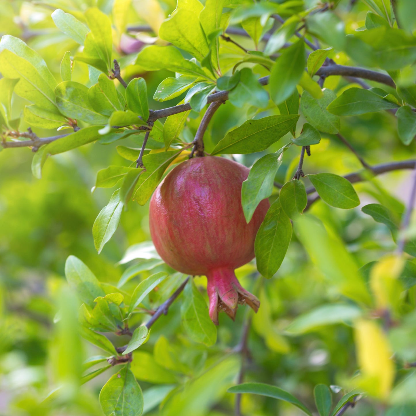 ROTE FRÜCHTE GRANATAPFEL AB - PFLANZE