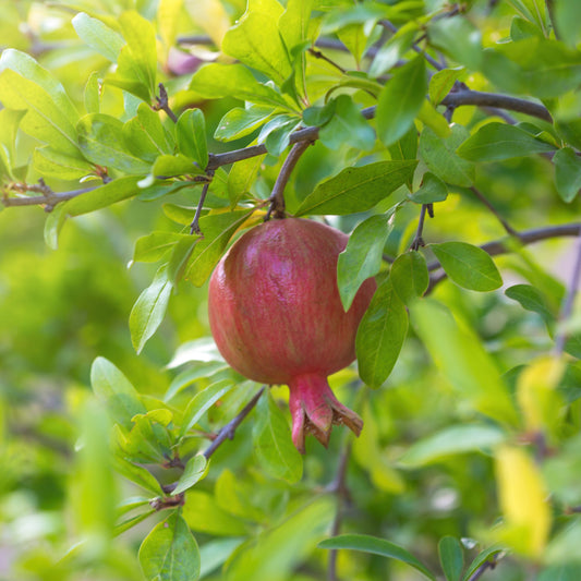 ROTE FRÜCHTE GRANATAPFEL AB - PFLANZE