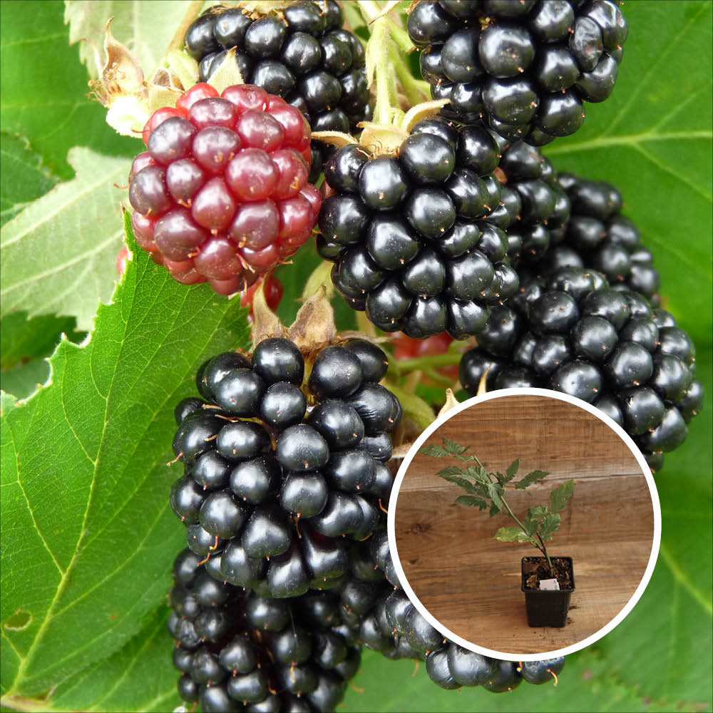 TRIPLE CROWN MULBERRY AB - PFLANZE
