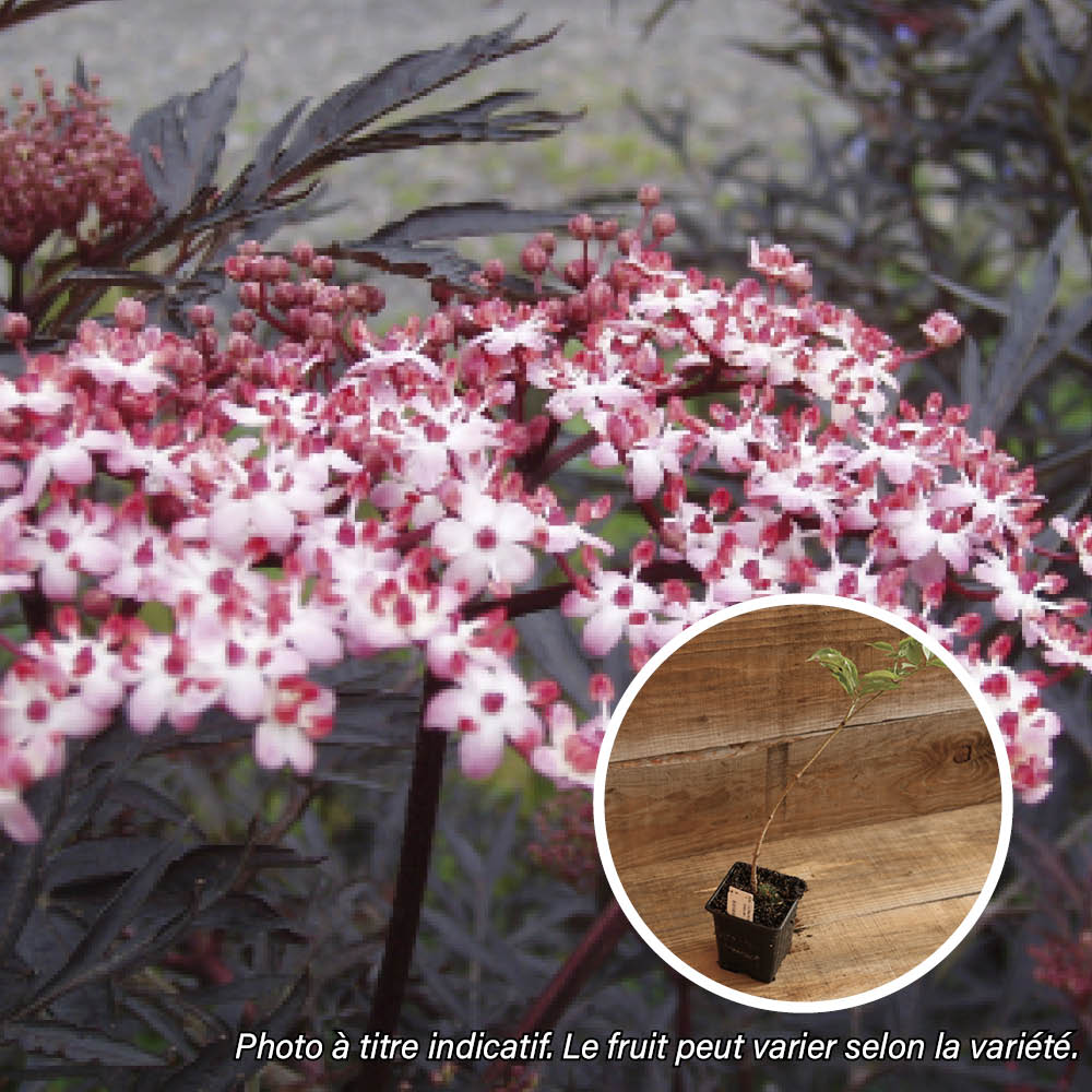 ELDERBERRY PURPUREA THUNDERCLOUD AB - PLANT