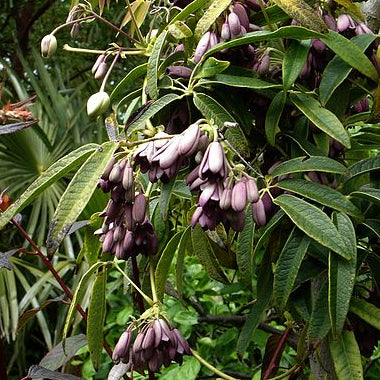 HOLBOELIA AB - PFLANZE