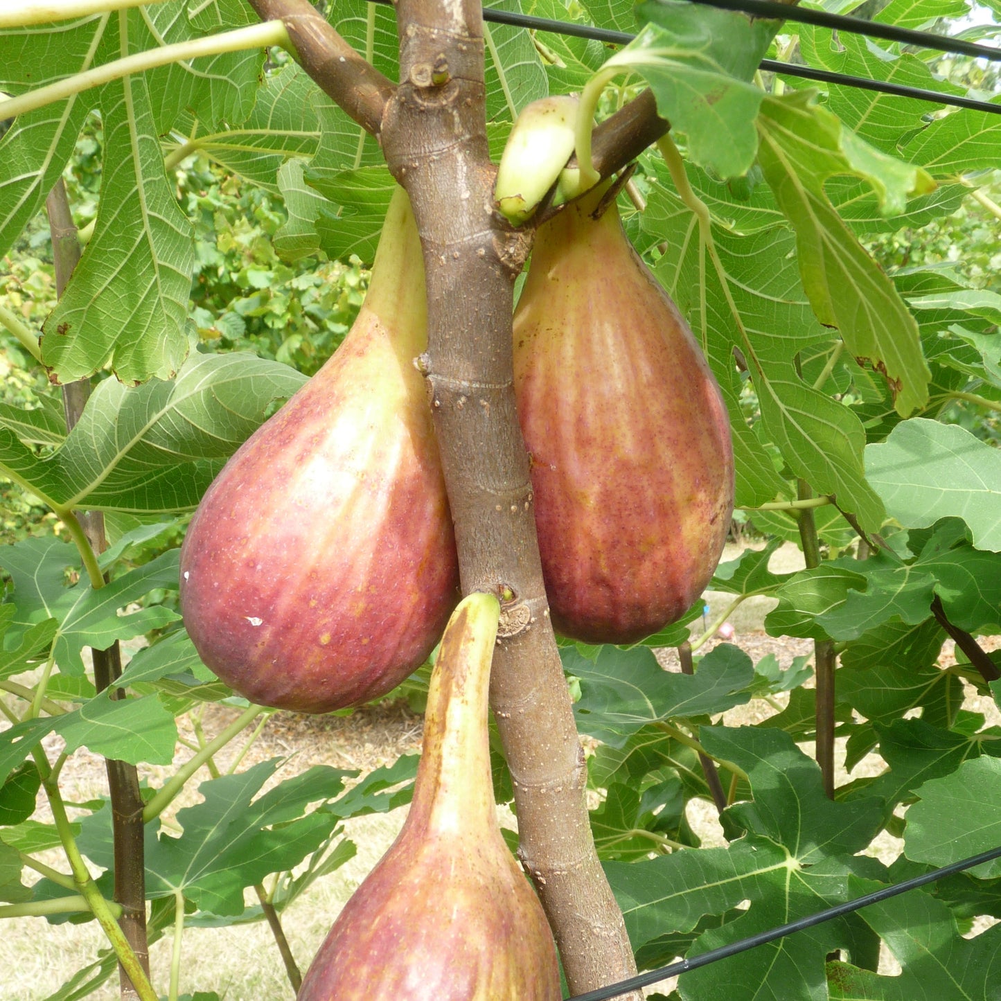 FIG TREE PERETTA AB - PLANT