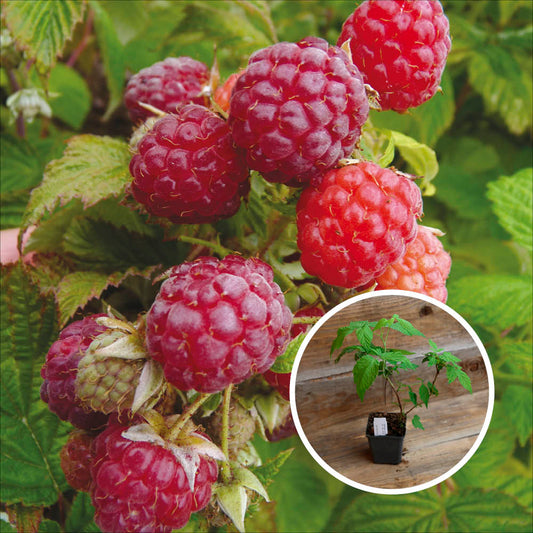 HIMBEERE BLISSY AUTUMN BLISS AB - PFLANZE