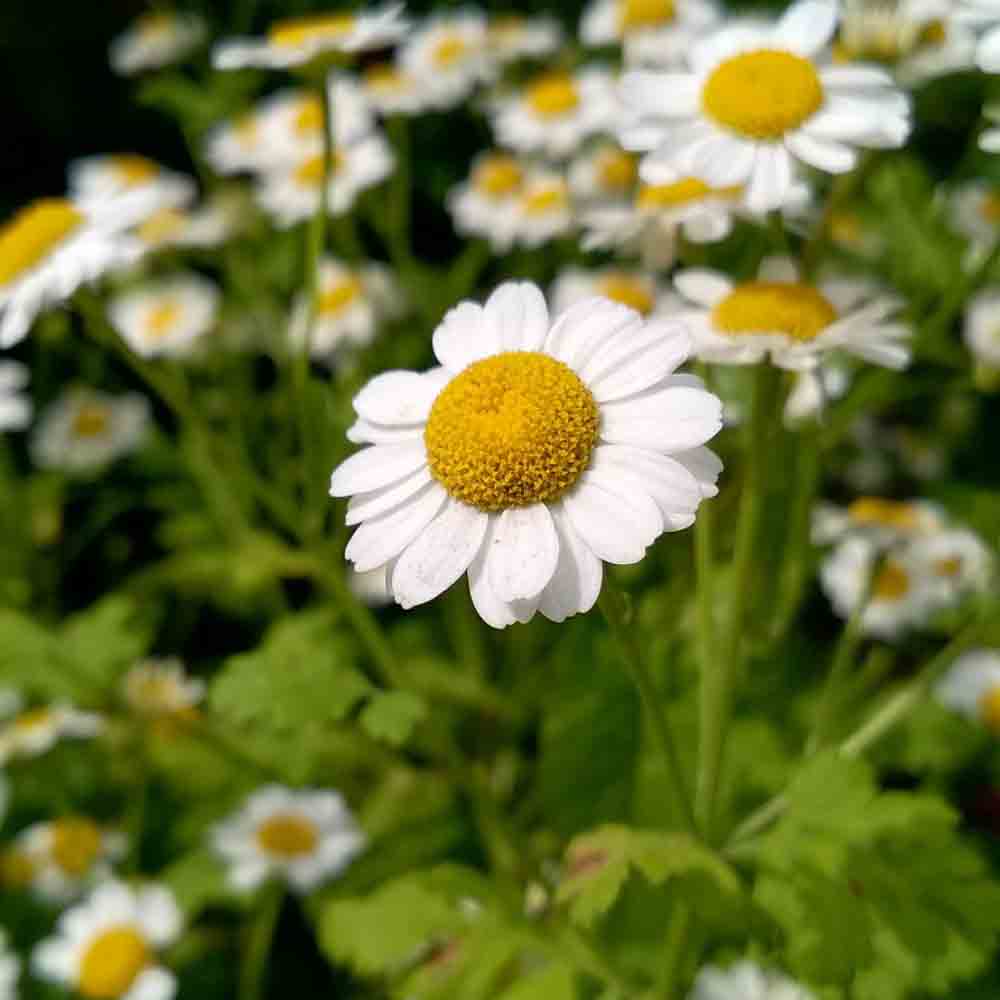 CAMOMILE MATRICARIA AB