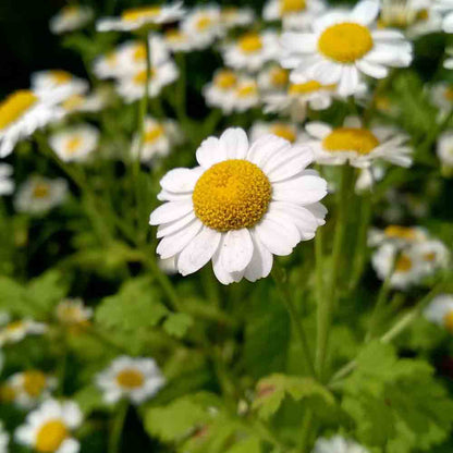 CAMOMILE MATRICARIA AB