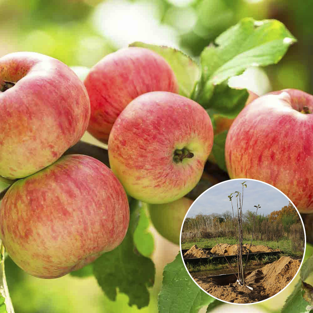 APFELBAUM RUBINETTE AB