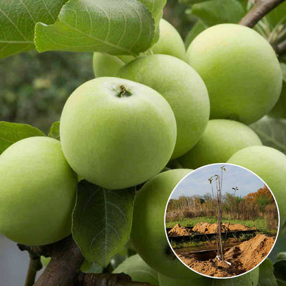 APFELBAUM GRANNY SMITH AB