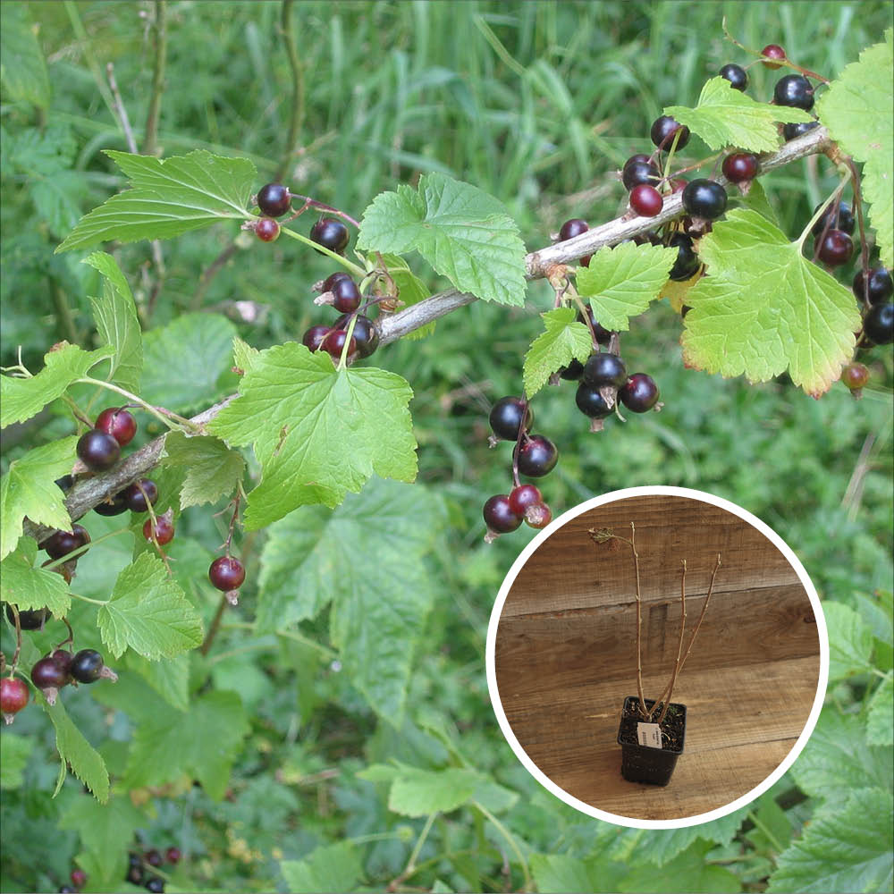 BLACK N' RED CASSIS AB - PLANT