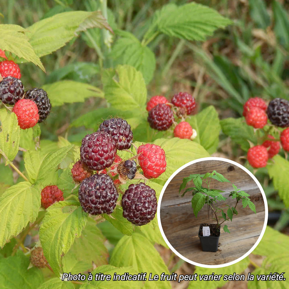 SCHWARZE HIMBEERE JEWEL AB - PFLANZE