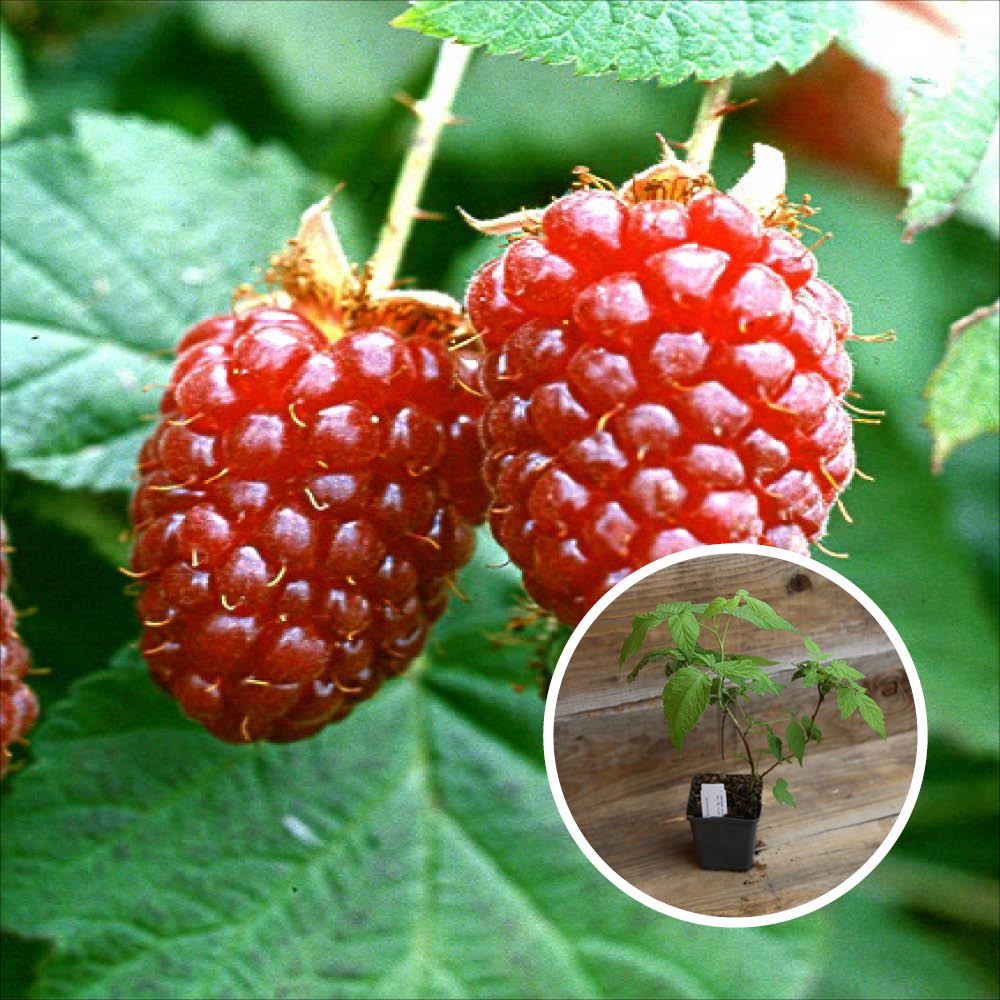 RASPBERRY TAYBERRY BUCKINGHAM AB - PLANT