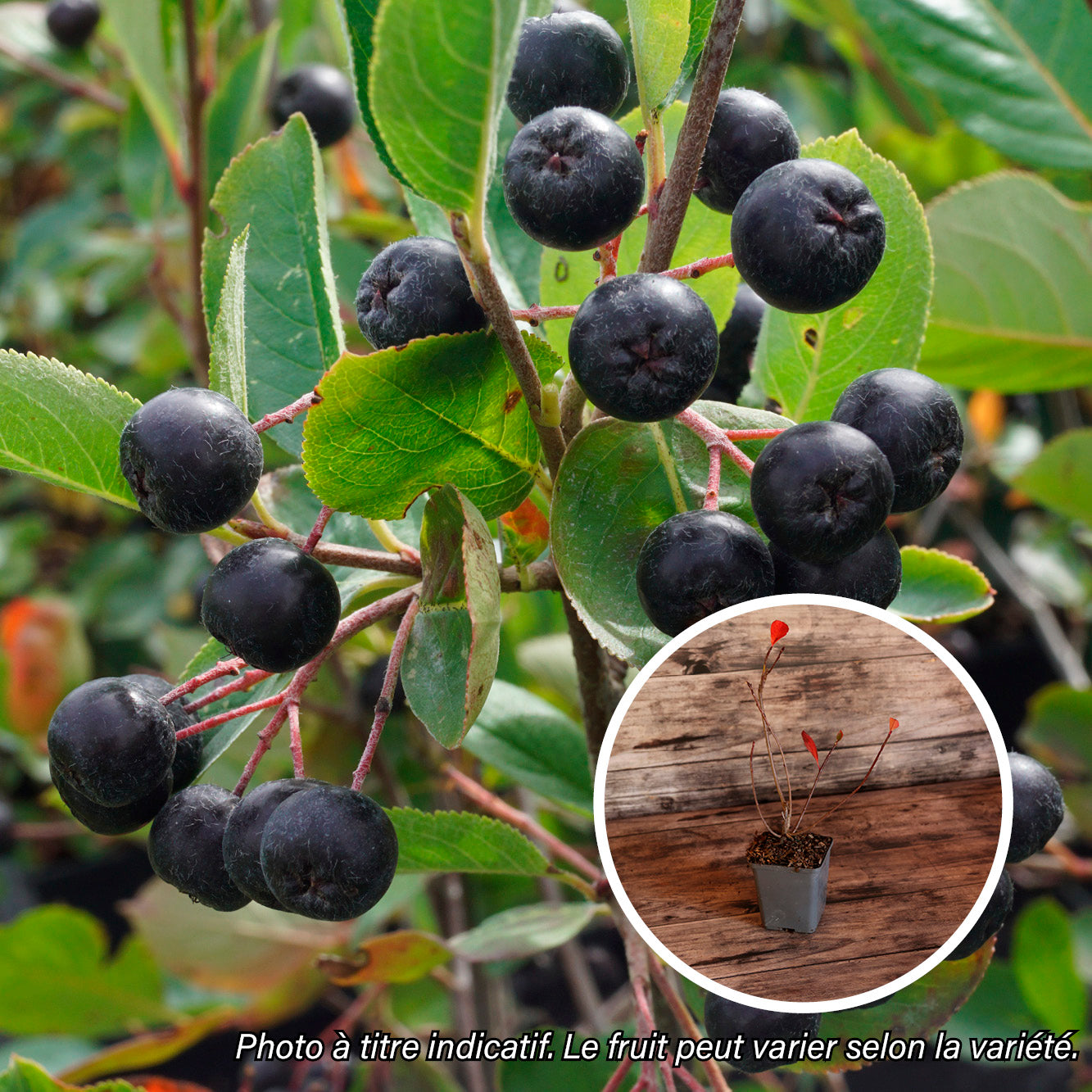 ARONIA VICKING AB - PLANT 