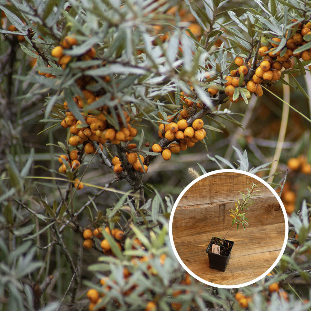 SEA BUCKTHORN MALE TARMO - PLANT