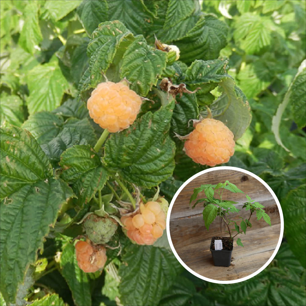 RASPBERRY TREE AUTUMN AMBER AB - PLANT