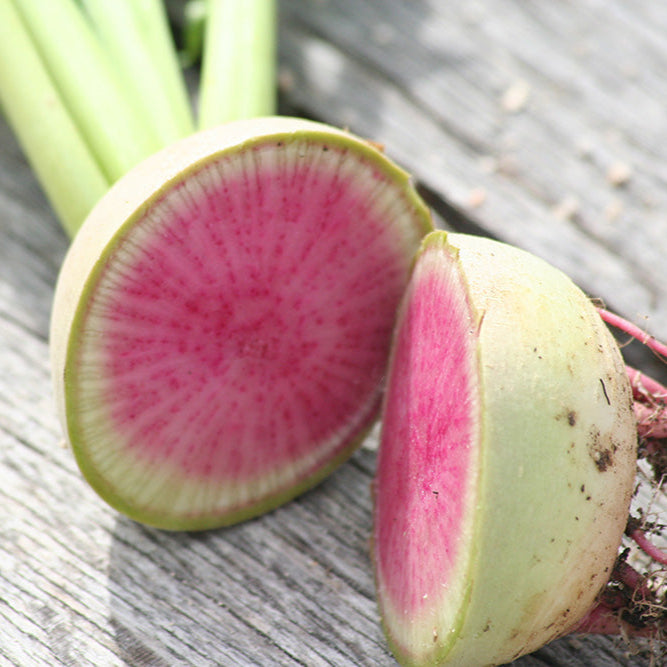Rettich, rotes Fleisch NT
