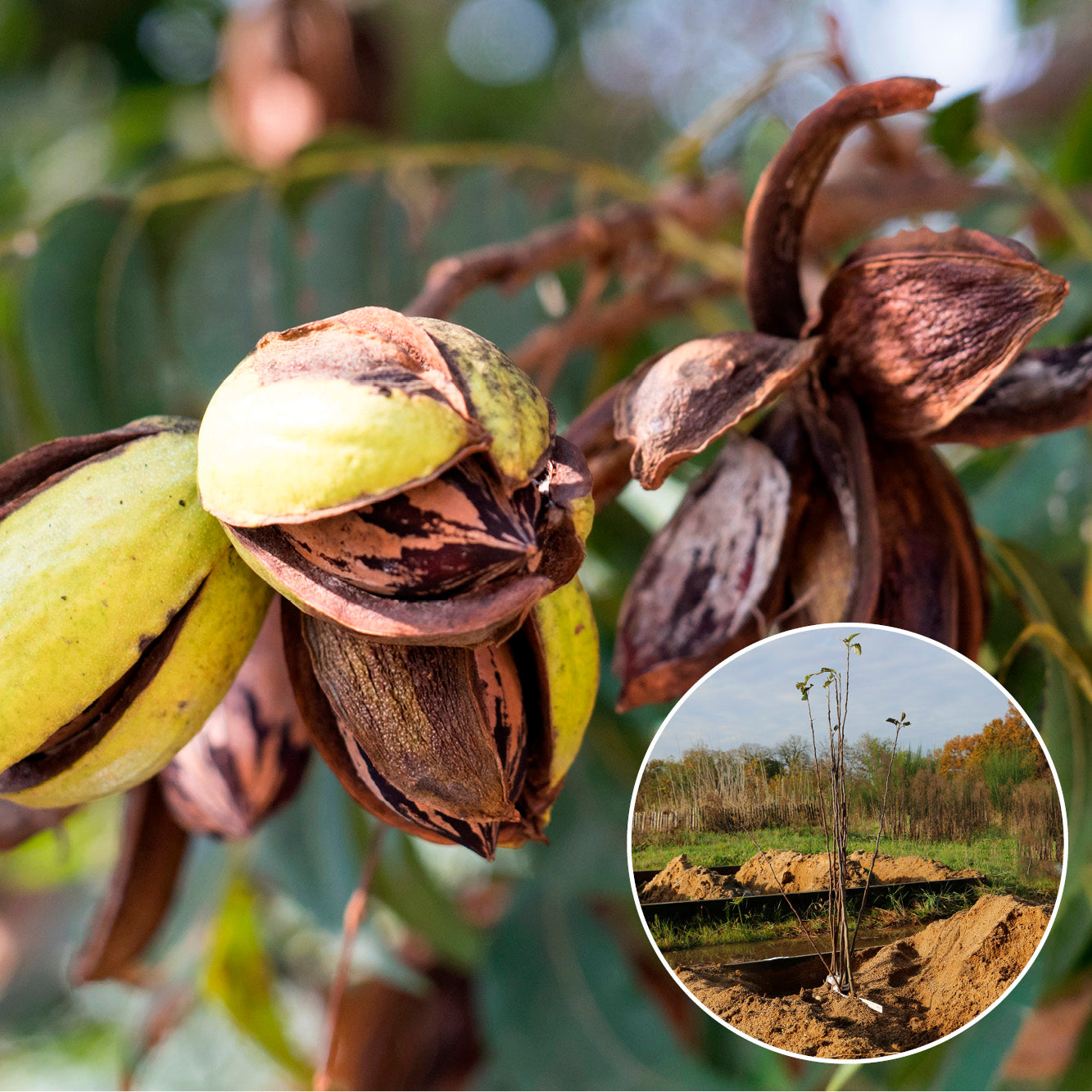 NOYER DE PÉCAN OU PACANIER AB 