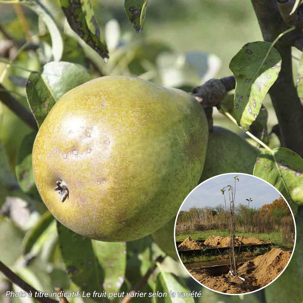PEAR TREE ANGELYS RN AB