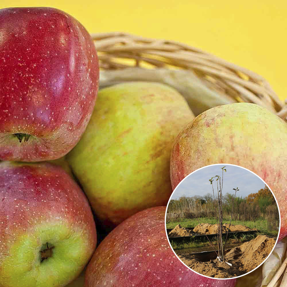 APPLE TREE ARIANE COV AB