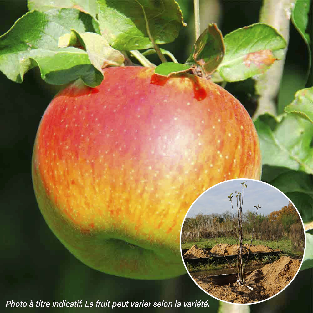 APFELBAUM ELSTAR AB