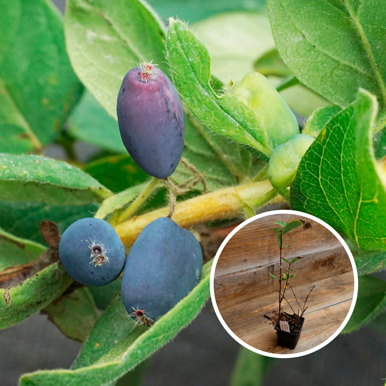 CHÈVREFEUILLE NAVY - PLANT 