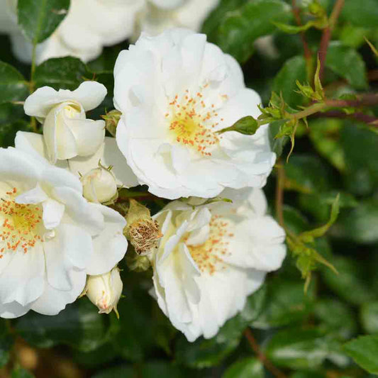 OPALIA ROSE, DECOROSIER® - GROUND COVER
