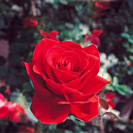 INGRID BERGMAN® ROSE - LARGE FLOWERS