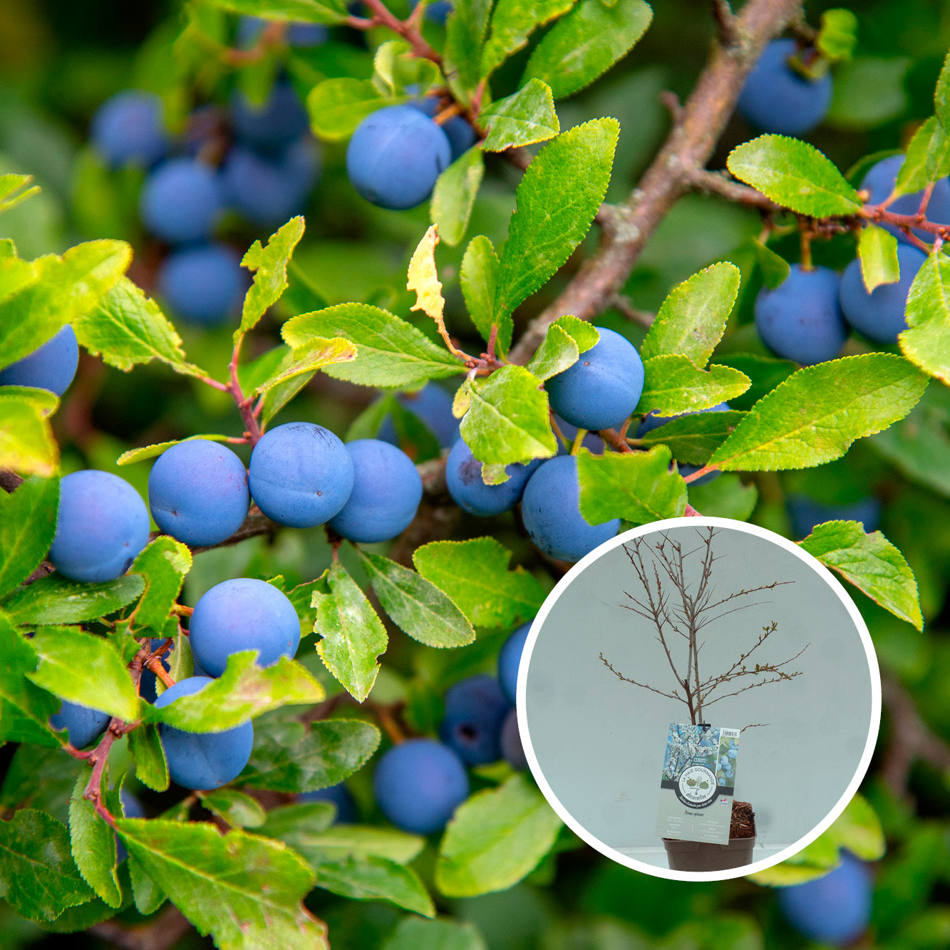 PRUNELLIER AB - PLANT 