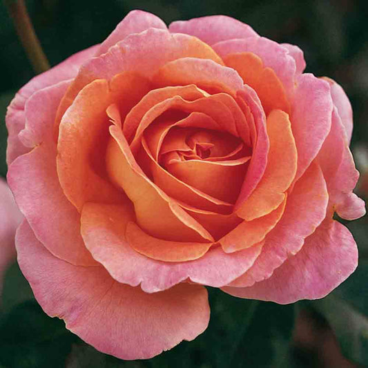 ELLE® ROSE - LARGE FLOWERS