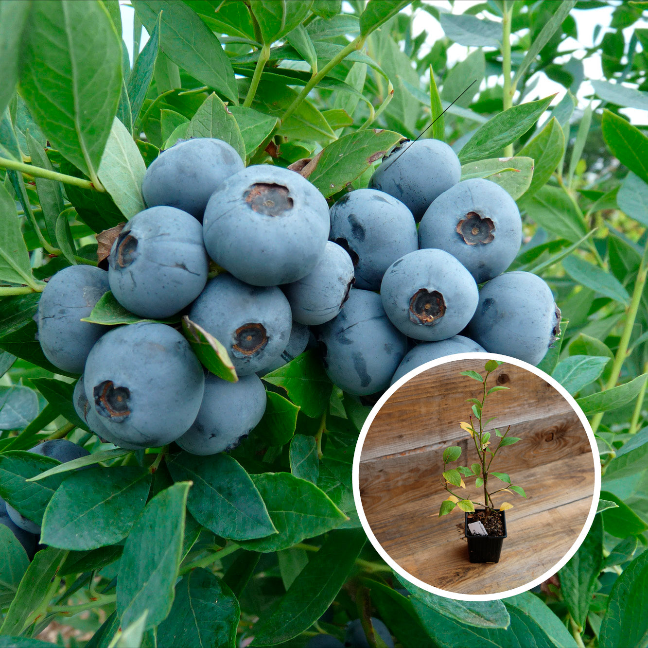 MYRTILLIER SUNSHINE BLUE AB - PLANT 