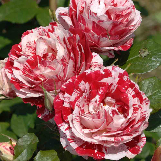 SZENTIMENTAL® ROSE – GRUPPIERTE BLUMEN