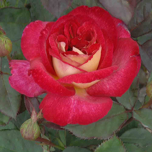 BOLCHOÏ® ROSE - LARGE FLOWERS