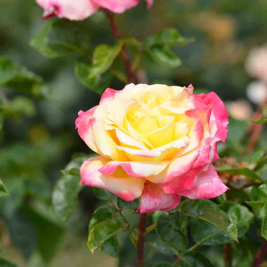 PULLMAN ORIENT EXPRESS® ROSE - LARGE FLOWERS