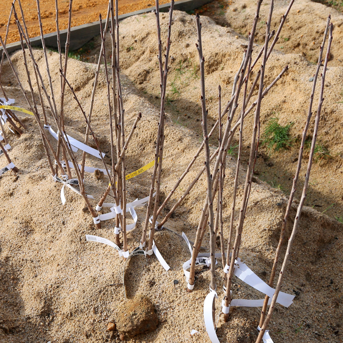 PORTE GREFFE FRANC POUR CERISIER AB 