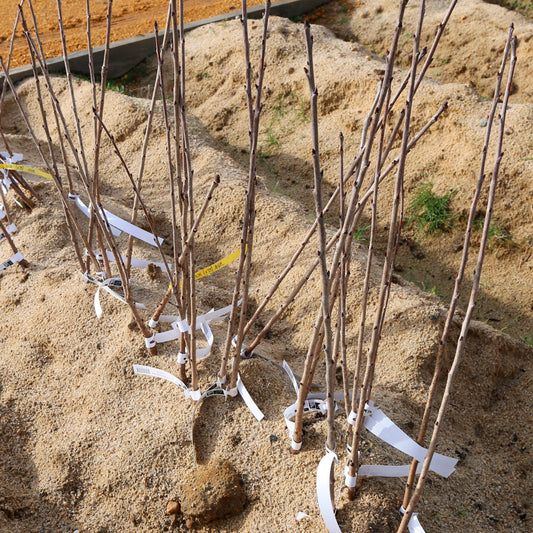 PORTE GREFFE FRANC POUR CERISIER AB