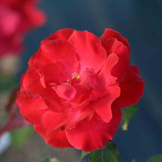 CHRYSLER IMPERIALE ROSE - OLD