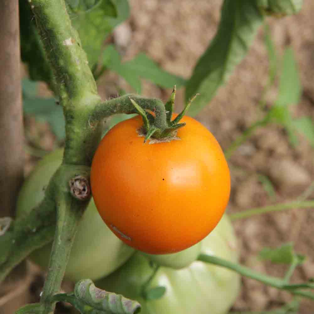 TOMATEN ORANGE QUEEN AB