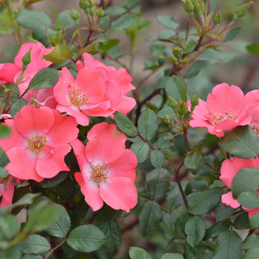 ROSIER DOUCEUR NORMANDE® - GROUND COVER