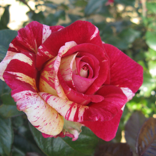 BROCÉLIANDE® ROSE - LARGE FLOWERS