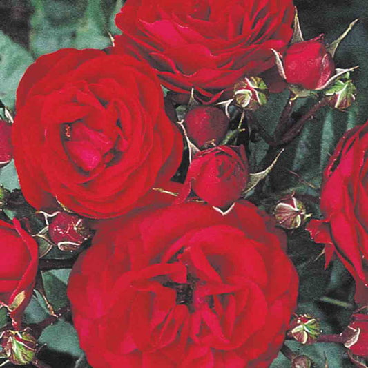 EUROPEAN ROSE - GROUPED FLOWERS