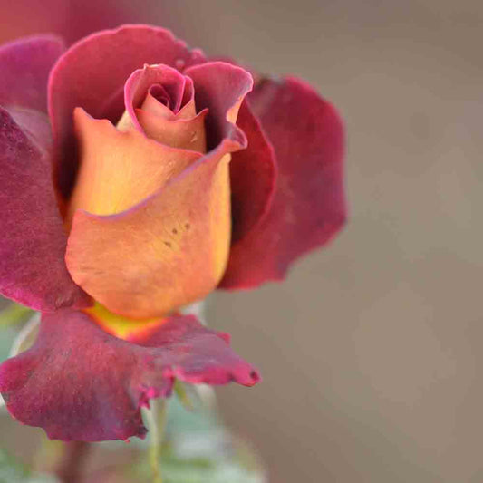 EDDY MITCHELL® ROSE - LARGE FLOWERS