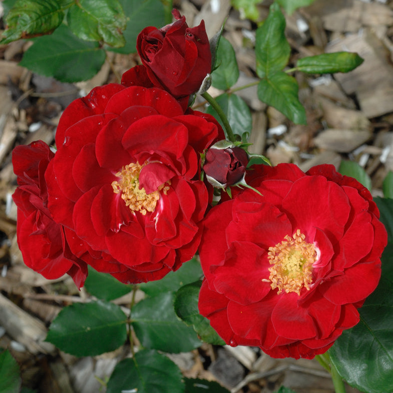 ALAIN ROSE PF ROT - ALT