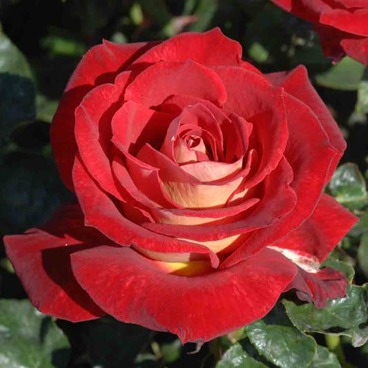 BICOLETTE ROSE - LARGE FLOWERS