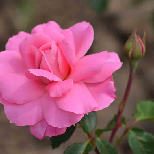 ROSENBUSCH SYLVIE VARTAN - GRUPPIERTE BLUMEN