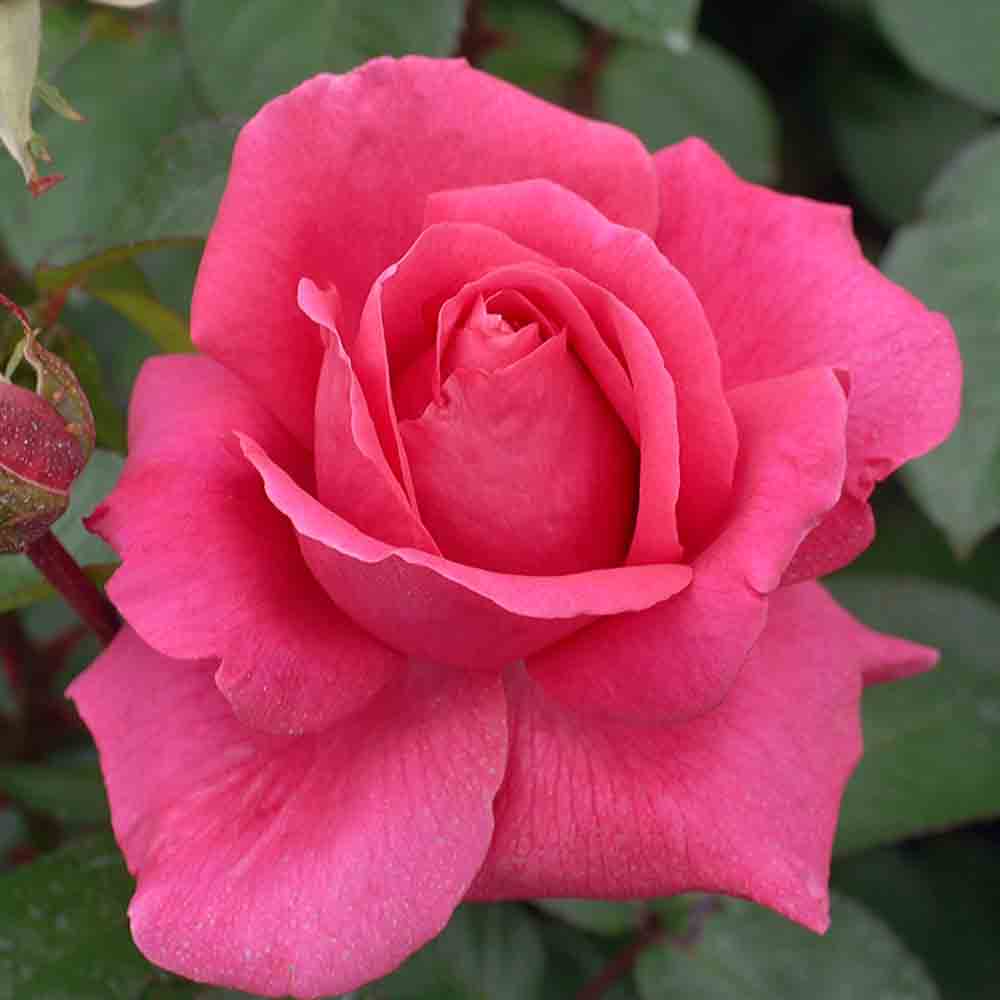 CRITERION ROSE - LARGE FLOWERS