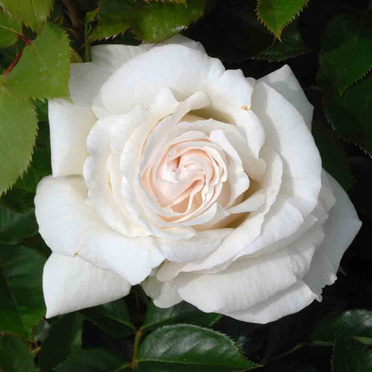 ELVIS® ROSE - LARGE FLOWERS