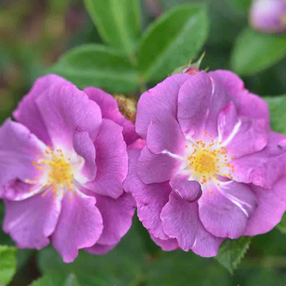 ROSENBUSCH RHAPSODY IN BLUE® – GRUPPIERTE BLUMEN