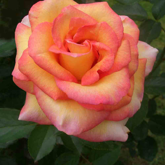 JULES VERNE® ROSE - LARGE FLOWERS