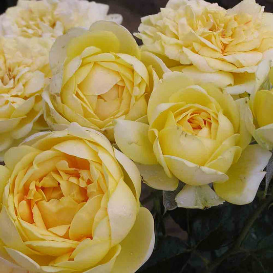 EUROSTAR® ROSE - GROUPED FLOWERS