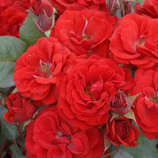 ROSENBUSCH RUTH LEUWERICK - GRUPPIERTE BLUMEN