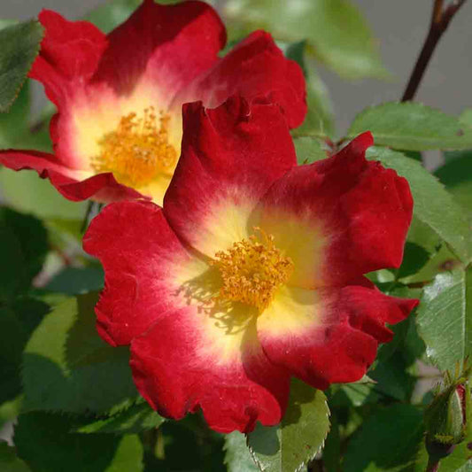 COCKTAIL® ROSE - CLIMBING